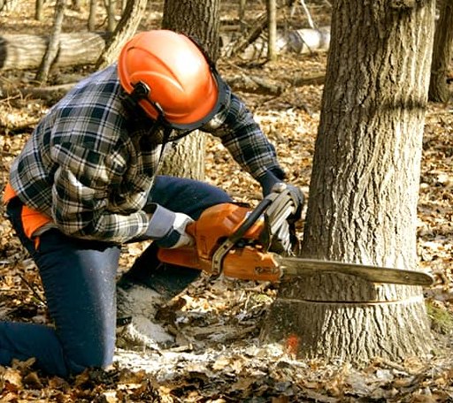 Tree Removal in Rockland, MA